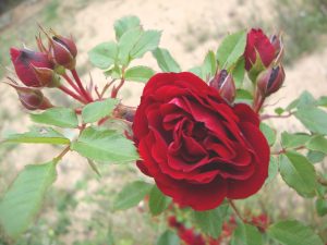 Die Rose, als Zeichen der Liebe